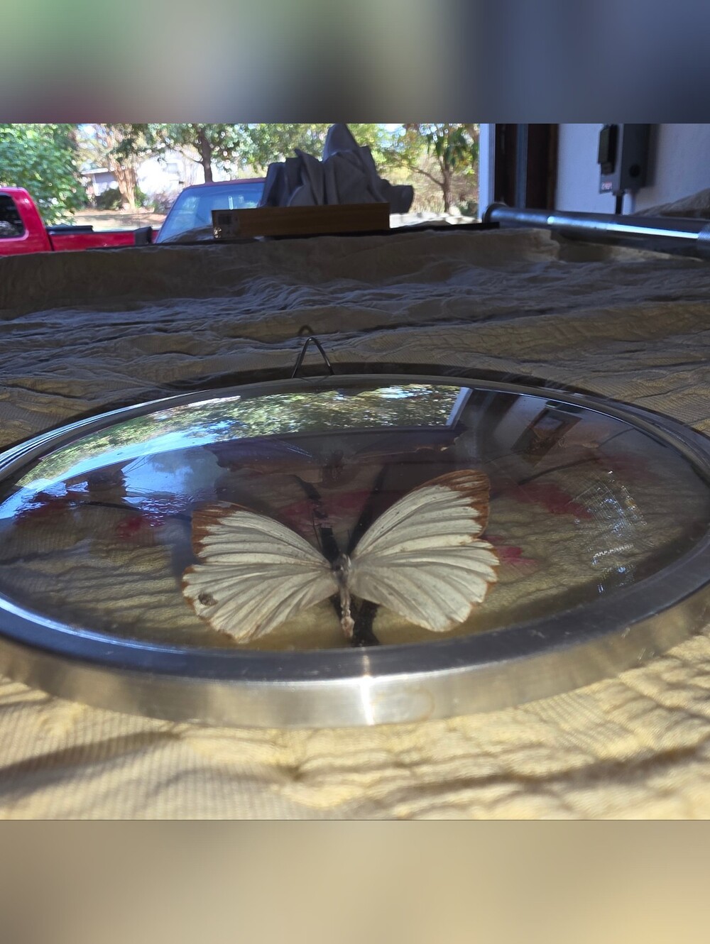 Framed Butterfly Collection - Picture 3 of 3